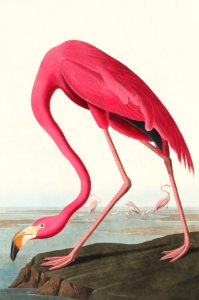 Pink Flamingo from Birds of America (1827) by John James Audubon (1785 - 1851 ), etched by Robert Havell (1793 - 1878).. Free illustration for personal and commercial use.