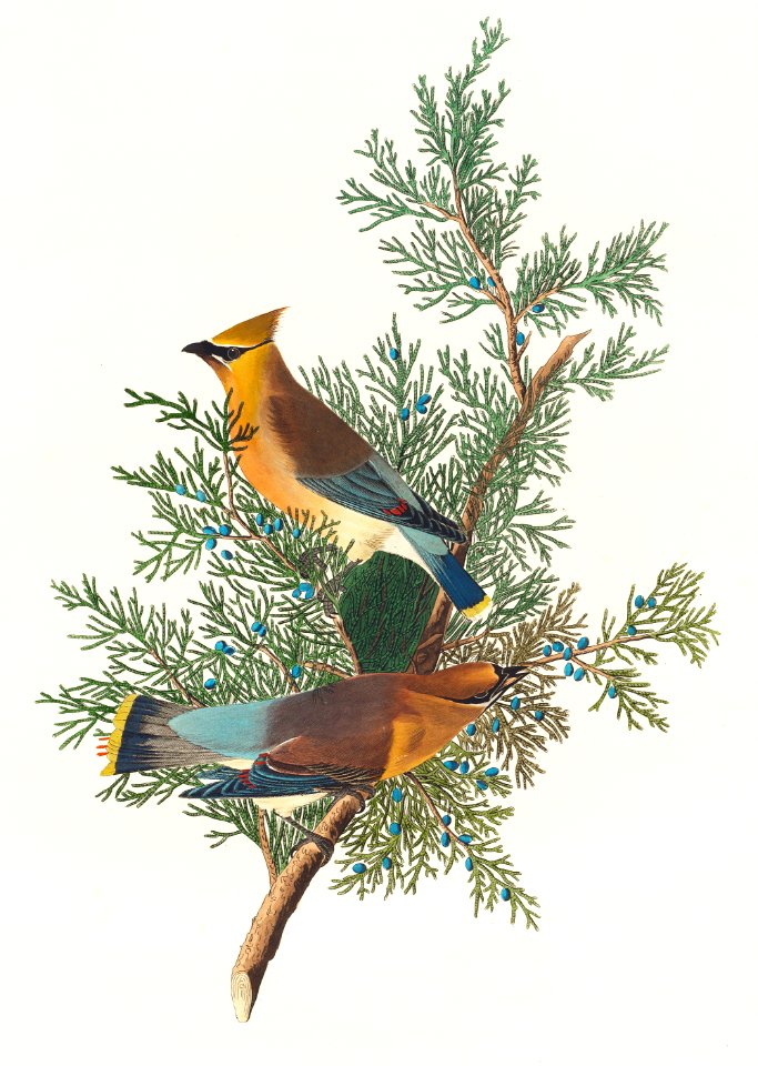 Cedar Bird from Birds of America (1827) by John James Audubon, etched by William Home Lizars.