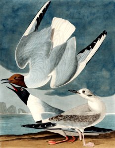 Bonapartian Gull from Birds of America (1827) by John James Audubon, etched by William Home Lizars.. Free illustration for personal and commercial use.