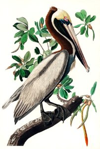 Brown Pelican from Birds of America (1827) by John James Audubon, etched by William Home Lizars.. Free illustration for personal and commercial use.