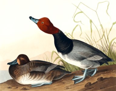 Red-headed Duck from Birds of America (1827) by John James Audubon, etched by William Home Lizars.. Free illustration for personal and commercial use.