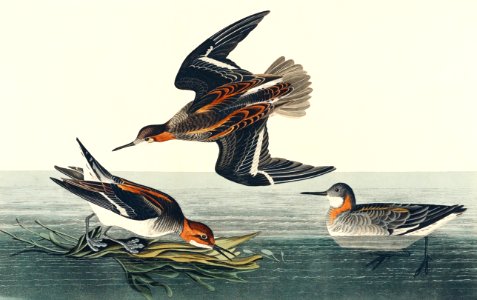 Hyperborean phalarope from Birds of America (1827) by John James Audubon, etched by William Home Lizars.. Free illustration for personal and commercial use.