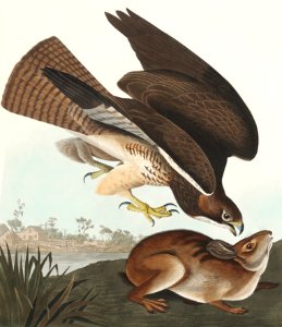 Common Buzzard from Birds of America (1827) by John James Audubon, etched by William Home Lizars.. Free illustration for personal and commercial use.