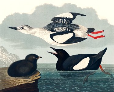 Black Guillemot from Birds of America (1827) by John James Audubon, etched by William Home Lizars.. Free illustration for personal and commercial use.