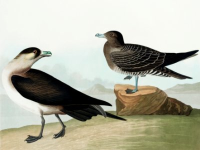 Richardson's Jager from Birds of America (1827) by John James Audubon, etched by William Home Lizars.