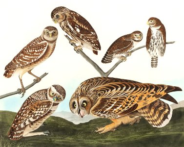Burrowing Owl, Large-Headed Burrowing Owl, Little Night Owl, Columbian Owl and Short-cared Owl from Birds of America (1827) by John James Audubon (1785 - 1851 ), etched by Robert Havell (1793 - 1878).. Free illustration for personal and commercial use.