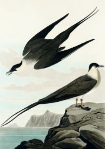 Arctic Yager from Birds of America (1827) by John James Audubon, etched by William Home Lizars.. Free illustration for personal and commercial use.