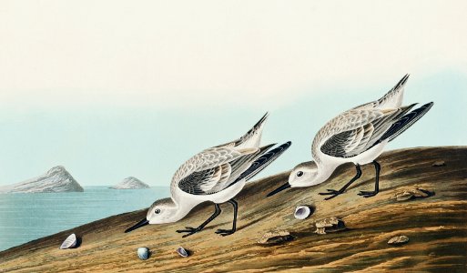Sanderling from Birds of America (1827) by John James Audubon, etched by William Home Lizars.. Free illustration for personal and commercial use.