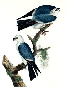 Mississippi Kite from Birds of America (1827) by John James Audubon, etched by William Home Lizars.. Free illustration for personal and commercial use.