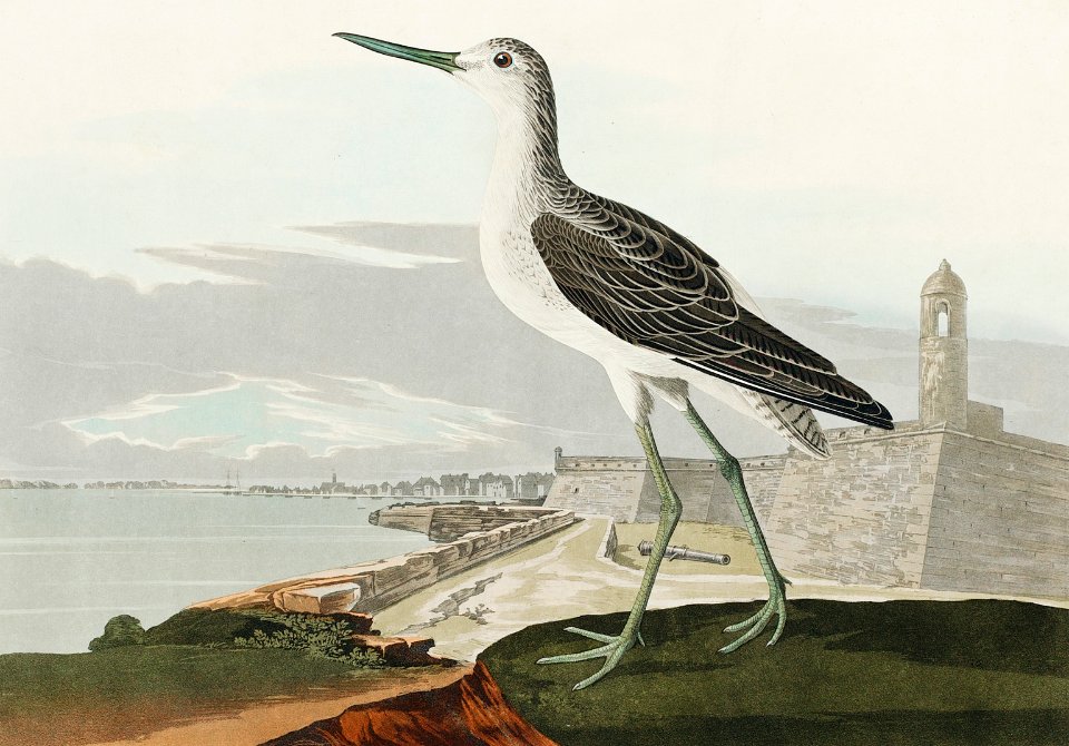 Greenshank from Birds of America (1827) by John James Audubon, etched by William Home Lizars.