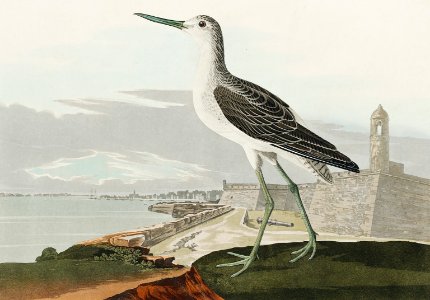 Greenshank from Birds of America (1827) by John James Audubon, etched by William Home Lizars.. Free illustration for personal and commercial use.