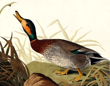 Bemaculated Duck from Birds of America (1827) by John James Audubon, etched by William Home Lizars.. Free illustration for personal and commercial use.