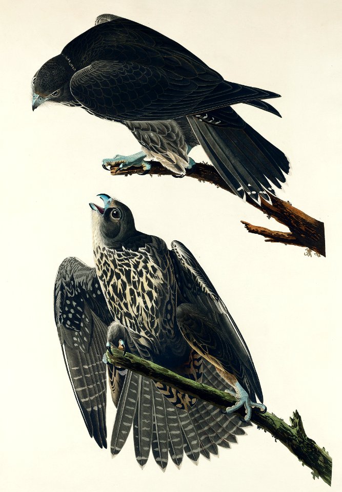 Labrador Falcon from Birds of America (1827) by John James Audubon, etched by William Home Lizars.