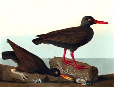 White-legged Oyster-catcher, or Slender-billed Oyster-catcher from Birds of America (1827) by John James Audubon (1785 - 1851), etched by Robert Havell (1793 - 1878).