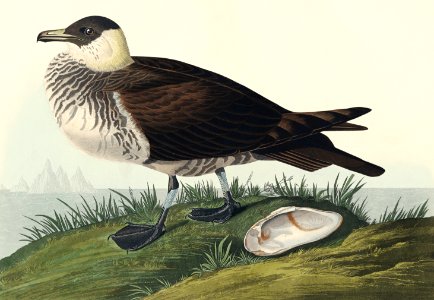 Jager from Birds of America (1827) by John James Audubon, etched by William Home Lizars.
