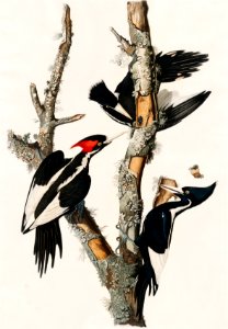 Ivory-billed Woodpecker from Birds of America (1827) by John James Audubon, etched by William Home Lizars.. Free illustration for personal and commercial use.