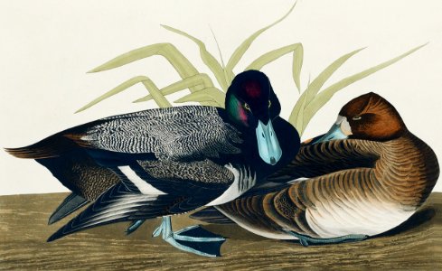 Scaup Duck from Birds of America (1827) by John James Audubon, etched by William Home Lizars.. Free illustration for personal and commercial use.