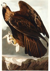 Golden Eagle from Birds of America (1827) by John James Audubon, etched by William Home Lizars.. Free illustration for personal and commercial use.
