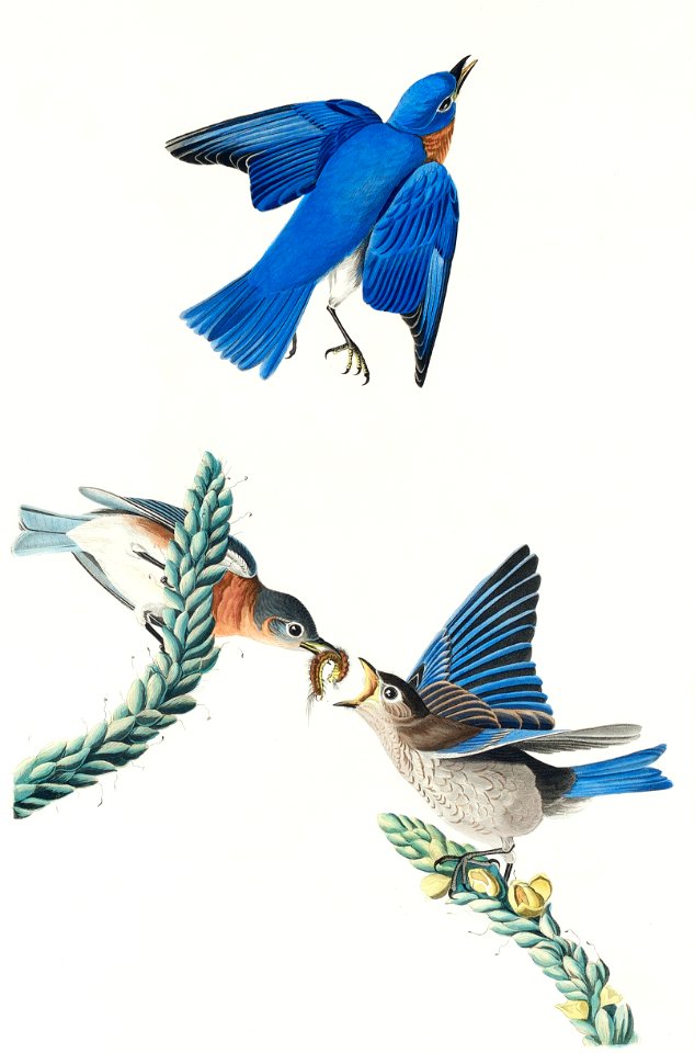 Blue-bird from Birds of America (1827) by John James Audubon, etched by William Home Lizars.