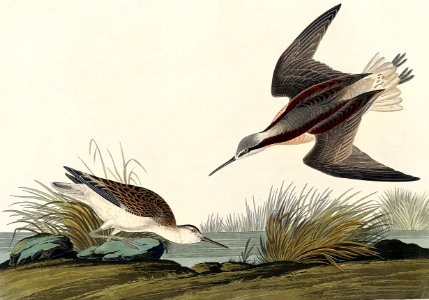 Wilson's Phalarope from Birds of America (1827) by John James Audubon, etched by William Home Lizars.. Free illustration for personal and commercial use.