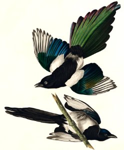 American Magpie from Birds of America (1827) by John James Audubon, etched by William Home Lizars.. Free illustration for personal and commercial use.