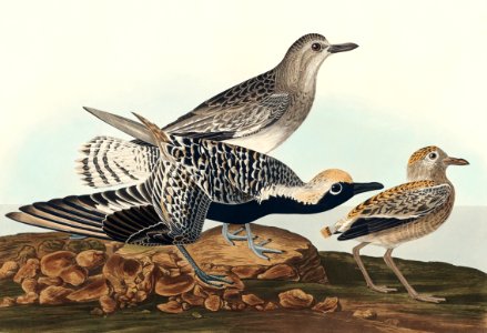 Black-bellied Plover from Birds of America (1827) by John James Audubon, etched by William Home Lizars.. Free illustration for personal and commercial use.