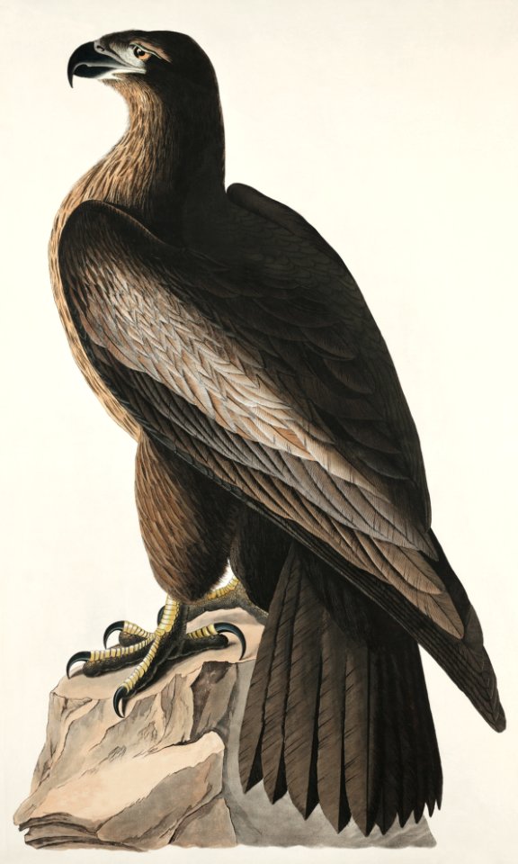 The Bird of Washington or Great American Sea Eagle from Birds of America (1827) by John James Audubon, etched by William Home Lizars.. Free illustration for personal and commercial use.