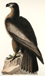 The Bird of Washington or Great American Sea Eagle from Birds of America (1827) by John James Audubon, etched by William Home Lizars.