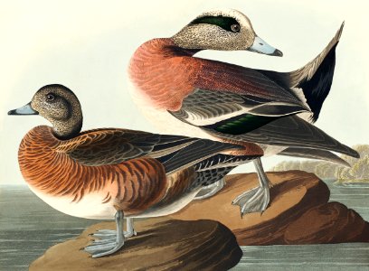 American Widgeon from Birds of America (1827) by John James Audubon, etched by William Home Lizars.. Free illustration for personal and commercial use.