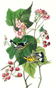 Black & Yellow Warblers from Birds of America (1827) by John James Audubon, etched by William Home Lizars.. Free illustration for personal and commercial use.