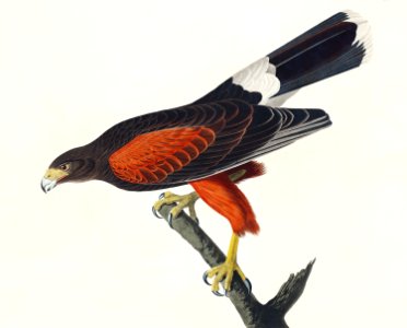 Louisiana Hawk from Birds of America (1827) by John James Audubon (1785 - 1851), etched by Robert Havell (1793 - 1878).. Free illustration for personal and commercial use.