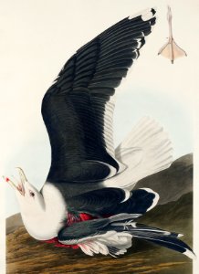 Black Backed Gull from Birds of America (1827) by John James Audubon, etched by William Home Lizars.. Free illustration for personal and commercial use.