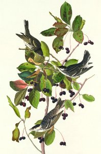 Black-poll Warbler from Birds of America (1827) by John James Audubon, etched by William Home Lizars.. Free illustration for personal and commercial use.