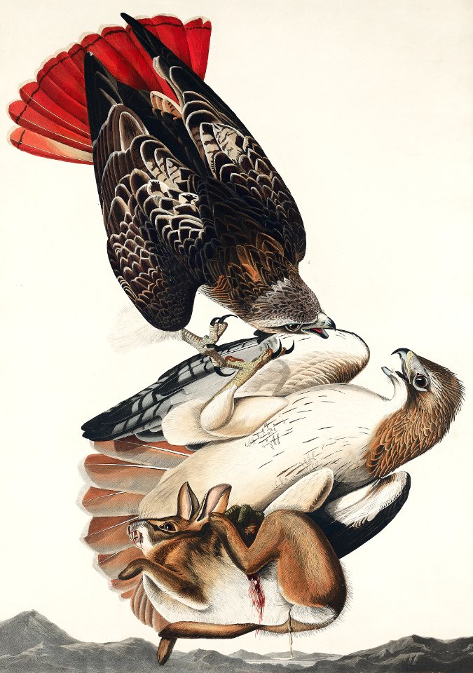 Red-tailed Hawk from Birds of America (1827) by John James Audubon, etched by William Home Lizars.. Free illustration for personal and commercial use.