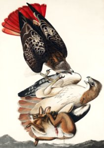 Red-tailed Hawk from Birds of America (1827) by John James Audubon, etched by William Home Lizars.. Free illustration for personal and commercial use.