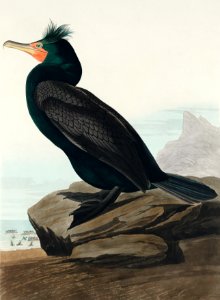 Double-crested Cormorant from Birds of America (1827) by John James Audubon, etched by William Home Lizars.. Free illustration for personal and commercial use.