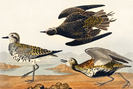 Golden Plover from Birds of America (1827) by John James Audubon, etched by William Home Lizars.. Free illustration for personal and commercial use.