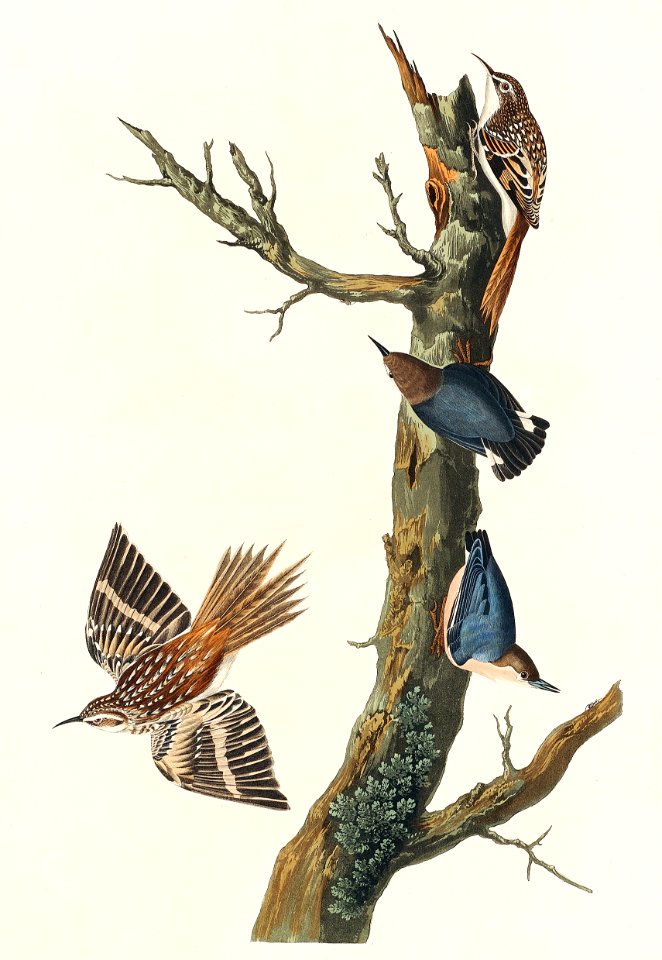 Brown Creeper and Californian Nuthatch from Birds of America (1827) by John James Audubon (1785 - 1851), etched by Robert Havell (1793 - 1878).. Free illustration for personal and commercial use.