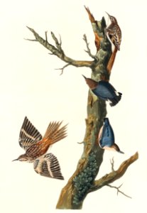 Brown Creeper and Californian Nuthatch from Birds of America (1827) by John James Audubon (1785 - 1851), etched by Robert Havell (1793 - 1878).. Free illustration for personal and commercial use.