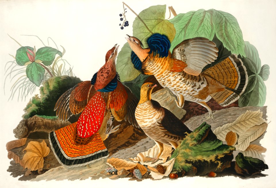 Ruffed Grouse from Birds of America (1827) by John James Audubon, etched by William Home Lizars.