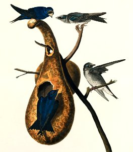 Purple Martin from Birds of America (1827) by John James Audubon, etched by William Home Lizars.