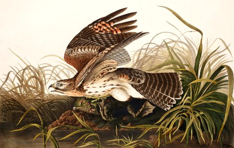 Winter Hawk from Birds of America (1827) by John James Audubon, etched by William Home Lizars.. Free illustration for personal and commercial use.