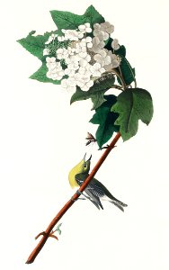 Yellow-throated Vireo from Birds of America (1827) by John James Audubon, etched by William Home Lizars.. Free illustration for personal and commercial use.