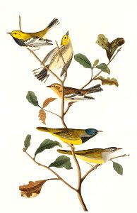 Black-throated green Warbler, Blackburnian and Mourning Warbler from Birds of America (1827) by John James Audubon (1785 - 1851), etched by Robert Havell (1793 - 1878).. Free illustration for personal and commercial use.