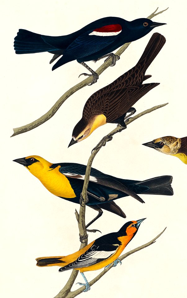 Nuttall's Starling, Yellow-headed Troopial and Bullock's Oriole from Birds of America (1827) by John James Audubon, etched by William Home Lizars.. Free illustration for personal and commercial use.
