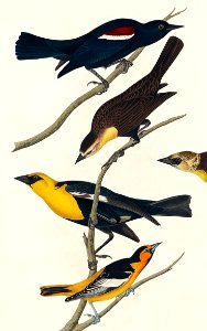 Nuttall's Starling, Yellow-headed Troopial and Bullock's Oriole from Birds of America (1827) by John James Audubon, etched by William Home Lizars.