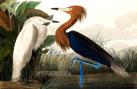 Purple Heron from Birds of America (1827) by John James Audubon, etched by William Home Lizars.. Free illustration for personal and commercial use.