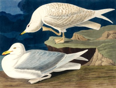 White-winged silvery Gull from Birds of America (1827) by John James Audubon, etched by William Home Lizars.. Free illustration for personal and commercial use.