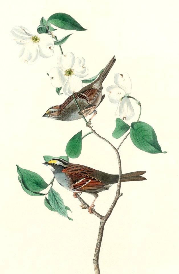 White throated Sparrow from Birds of America (1827) by John James Audubon, etched by William Home Lizars.