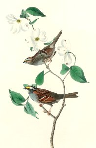 White throated Sparrow from Birds of America (1827) by John James Audubon, etched by William Home Lizars.. Free illustration for personal and commercial use.